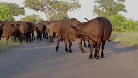 Cape buffalo block traffic Stock Footage 126165705