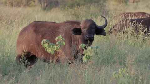 Cape buffalo with broken horn Stock Footage 125952642