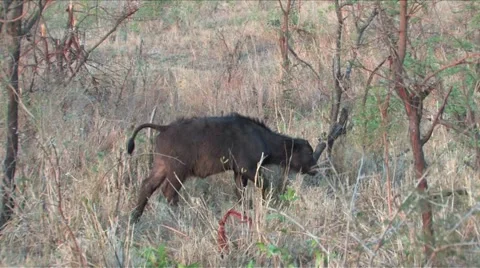 Cape Buffalo calf Vídeos de archivo 906841