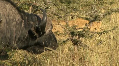 CAPE BUFFALO CHARGES LION Video stock 17007363