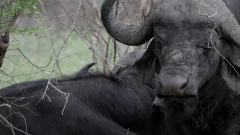 Cape buffalo chewing the cud Stock Footage 306449986