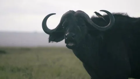 Cape Buffalo chews grass, with bird hopping on neck and shoulder, close up. Stock Footage 156465448