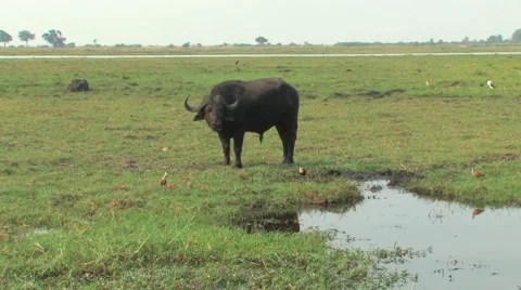 Cape Buffalo Chobe Stock Footage 914576