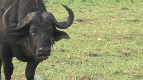 Cape Buffalo Chobe Stock Footage 914711