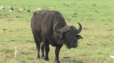 Cape Buffalo Chobe Stock Footage 940617
