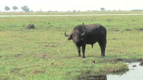 Cape Buffalo in Chobe Stock Footage 951744