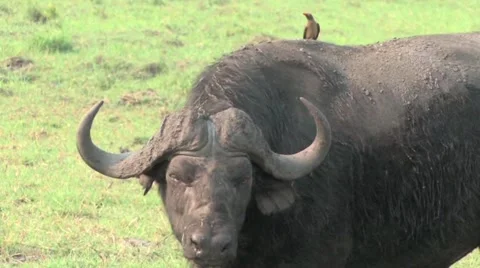 Cape Buffalo in Chobe Stock Footage 951752