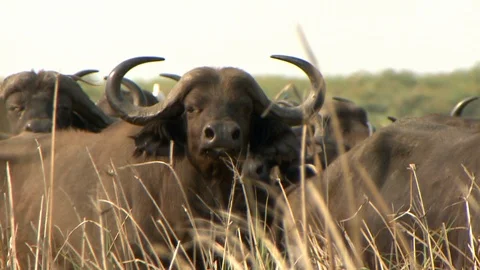 Cape Buffalo Close Up 2 Video stock 106816890