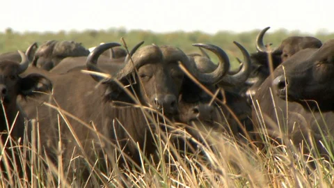 Cape Buffalo Close Up Stock Footage