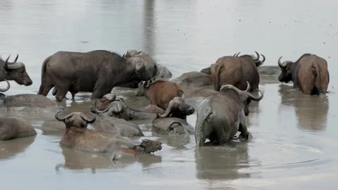 Cape Buffalo cooling off Stock Footage 146035559