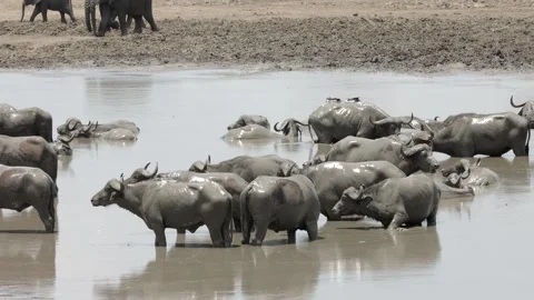 Cape buffalo covered in a layer of mud sludge Stockbeeldmateriaal 307208946