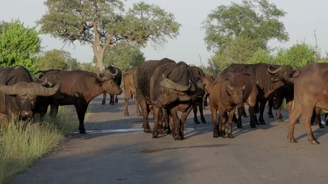 Cape buffalo cross road Stock Footage 125956616