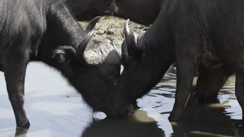 Cape Buffalo drinking water Stock Footage 138192925