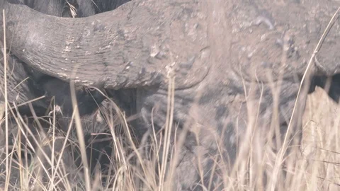 Cape buffalo eating grass a close up view in Maasai Mara reserve Stock Footage 98041708