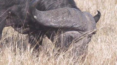 Cape buffalo eating grass a close up view in Maasai Mara reserve Stock Footage 98041753