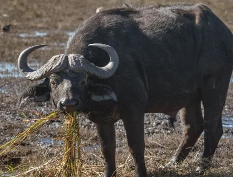 Cape buffalo eats hippo grass from a marsh Stock Photos