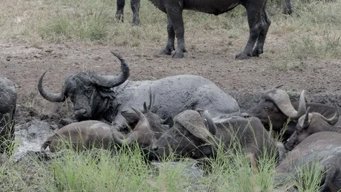 Cape buffalo enjoying a mud bath Stockbeeldmateriaal 125644405