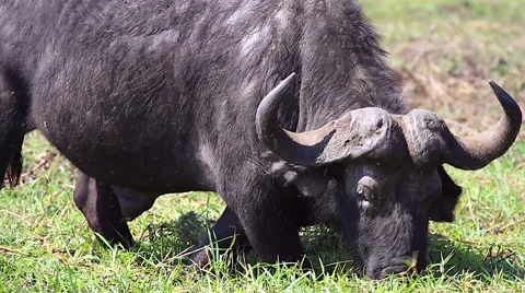 Cape Buffalo feeding on grass along Chobe River, Botswana, Africa. Stock Footage 43965583