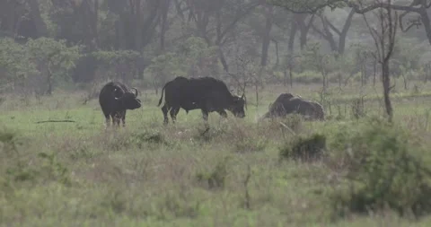 Cape buffalo fighting Stock Footage 168322919