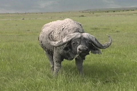 Cape Buffalo  Stock Footage 97267