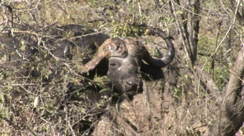 Cape Buffalo Vidéo 537944