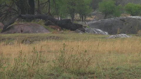 Cape buffalo Stock Footage 10717940