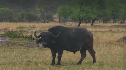 Cape buffalo Stock Footage