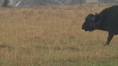 Cape buffalo Stock Footage 10717952