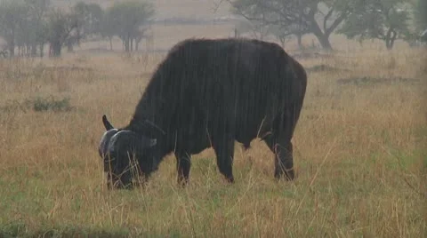 Cape buffalo Stock Footage 10717954