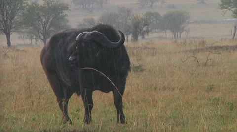 Cape buffalo Stock Footage 10717961