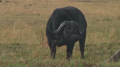 Cape buffalo Stock Footage 10717966