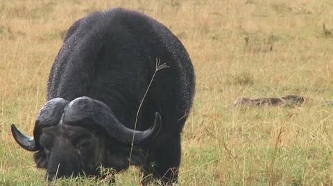 Cape buffalo Stock Footage 10717968