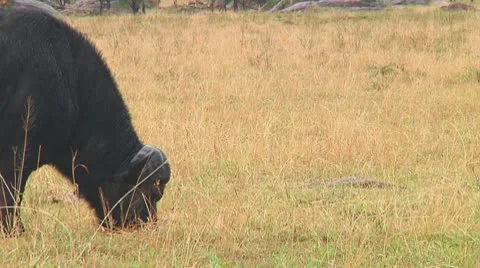 Cape buffalo Stock Footage 10717978