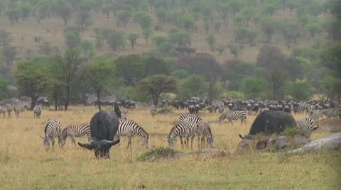 Cape buffalo Stock Footage 10717985