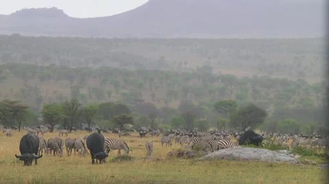 Cape buffalo Stock Footage 10717991