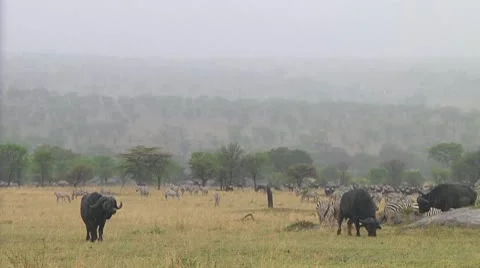 Cape buffalo Stock Footage