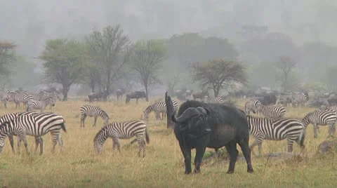 Cape buffalo Stock Footage 10718020