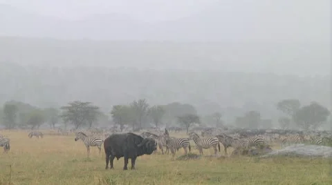 Cape buffalo Stock Footage