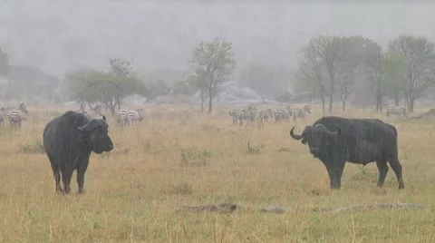 Cape buffalo Stock Footage