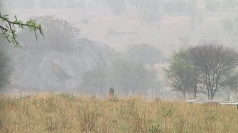 Cape buffalo Stock Footage 10718050