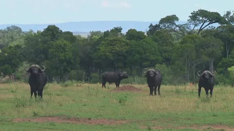Cape buffalo Stock Footage 10718053