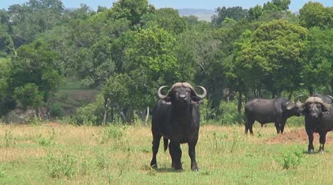Cape buffalo Stock Footage 10718056