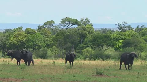 Cape buffalo Stock Footage