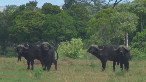Cape buffalo Stock Footage