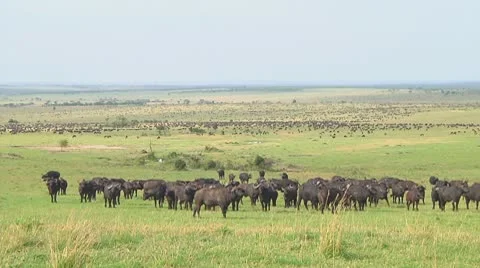 Cape buffalo Stock Footage
