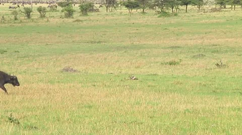 Cape buffalo Stock Footage 10718092