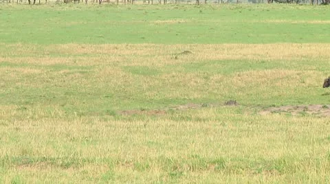 Cape buffalo Stock Footage 10718165