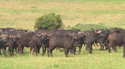 Cape buffalo Stock Footage 10718193