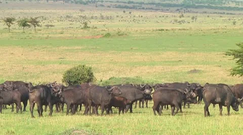 Cape buffalo Stock Footage 10718815
