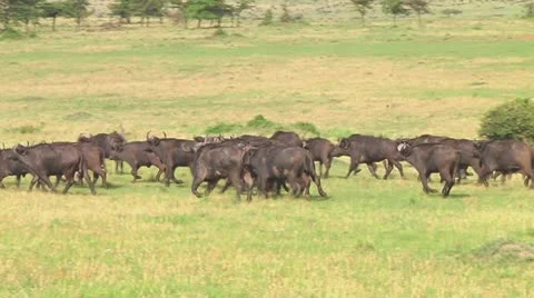 Cape buffalo Stock Footage 10718848